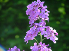 Hesperis matronalisDamastbloem  bestellen